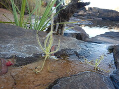 Drosera finlaysoniana