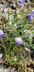 Campanula rotundifolia