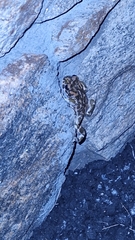 Bufotes viridis viridis