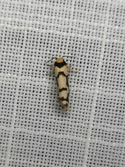 Scaptesyle dichotoma