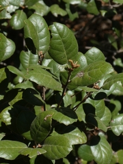 Quercus alnifolia