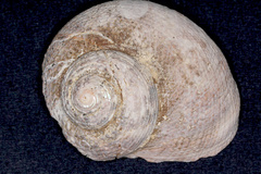 Modelia granosa