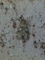 Hygraula nitens