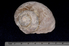 Modelia granosa