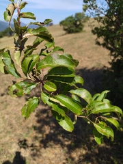 Malus sylvestris