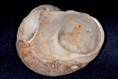 Modelia granosa