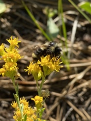 Bombus vancouverensis
