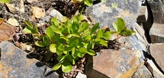Vaccinium cespitosum