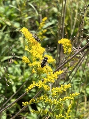 Eristalis dimidiata