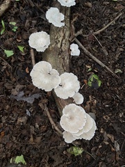 Favolus brasiliensis