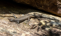 Egernia cunninghami