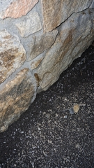 Bufotes viridis viridis