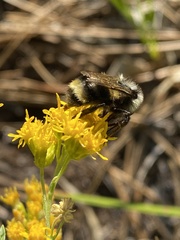 Bombus vancouverensis
