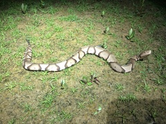 Agkistrodon contortrix