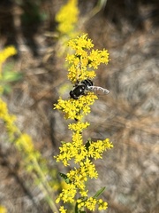 Eristalis dimidiata