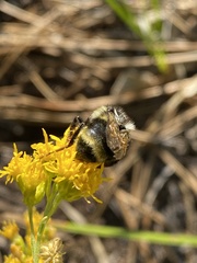 Bombus vancouverensis