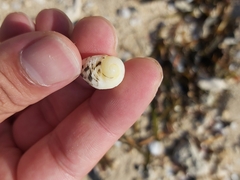 Nerita undata