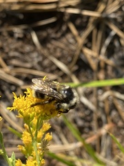 Bombus vancouverensis