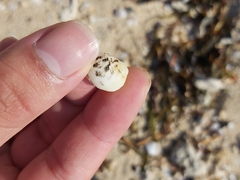 Nerita undata