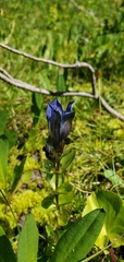 Gentiana calycosa