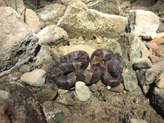 Agkistrodon piscivorus