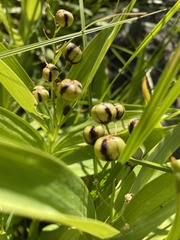Maianthemum stellatum
