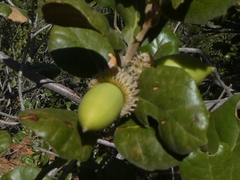 Quercus alnifolia