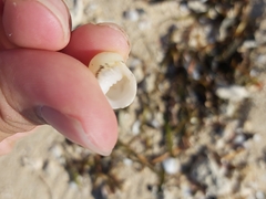 Nerita undata
