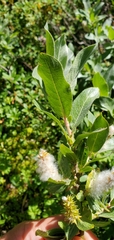 Salix