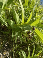 Maianthemum stellatum