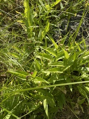 Maianthemum stellatum