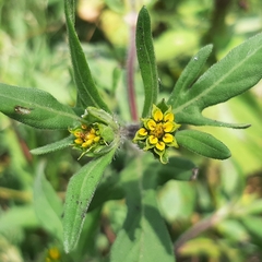 Melampodium sericeum