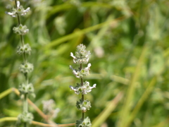 Stachys albens