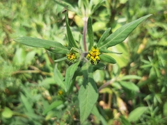 Melampodium sericeum