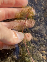Myriophyllum