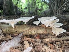 Favolus brasiliensis