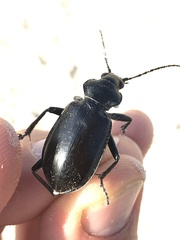 Calosoma