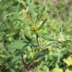 Melampodium sericeum