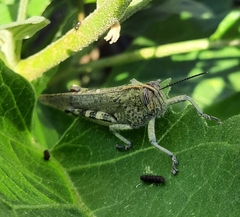 Anacridium aegyptium