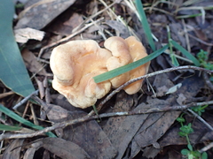Hydnum repandum
