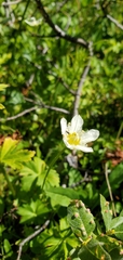 Parnassia fimbriata