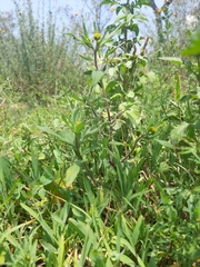 Melampodium sericeum