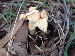 Hydnum repandum