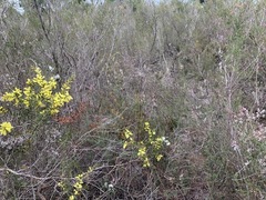 Ericaceae