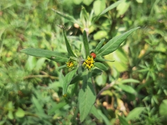 Melampodium sericeum