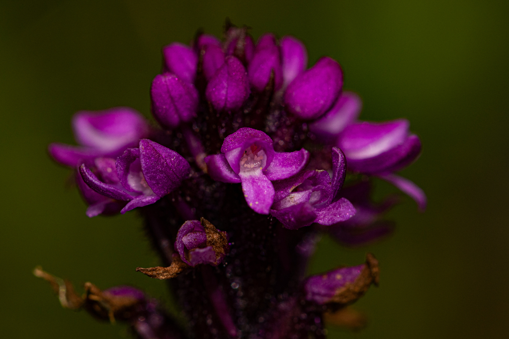 Cynorkis anacamptoides