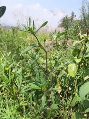 Melampodium sericeum