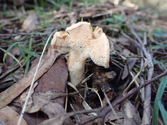 Hydnum repandum