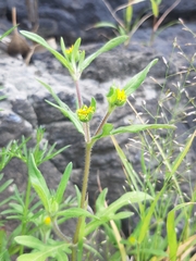 Melampodium sericeum