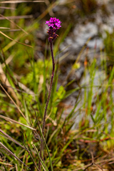 Cynorkis anacamptoides image